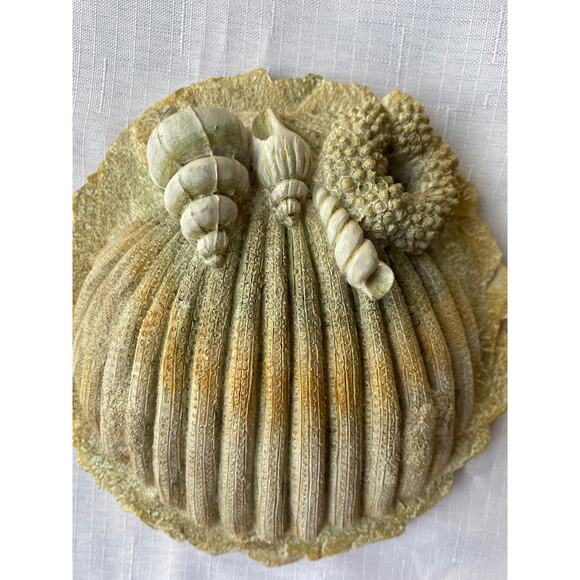 Set of 3 Sea Shell Wall Art 3-D, rough sand-like plaster or resin Apx 7-8" EUC - Picture 11 of 13
